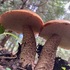 UNM_Fantastic_Fungi_2026 icon