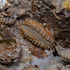 Polychaetes of Southeast Asia icon