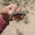 Algeria Amphibia Reptilia icon