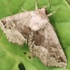 Moths of Brant County, Ontario icon