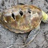 Anthropogenic Threats to SEQ Sea Turtles icon