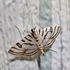 Bentonville Virtual School Biodiversity Project 2026 icon