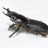 Beetles of Maryland icon