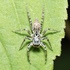 Arachnids of Maryland icon