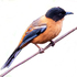 Birds of the Himalayas icon