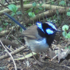 Trail Cameras Sydney icon