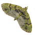 Moths of the Himalayas (Geometroidea) icon