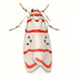 Moths of the Himalayas (Noctuoidea) icon