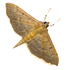 Moths of the Himalayas (Pyraloidea) icon