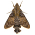 Moths of the Himalayas (Bombycoidea) icon