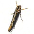Moths of the Himalayas (Gelechioidea) icon