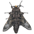 Moths of the Himalayas (Lasiocampoidea) icon