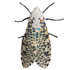 Moths of the Himalayas (Misc.) icon