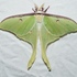 Lepidoptera of Maryland icon