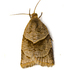 Moths of the Himalayas (Tortricoidea) icon