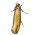 Moths of the Himalayas (Tineoidea) icon