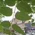 Wiesbaden unter Palmen/Götterbäume in der Stadt icon
