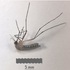 Mosquitoes of the Indo-Gangetic Plains, India icon