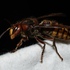 Ants, Bees, Wasps, and Sawflies of Maryland icon