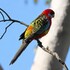 Hybrid Flora and Fauna in Australia icon