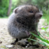 Intro Bio Really Spiffy BioBlitz, 2026 icon