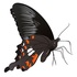 Big Butterfly Month Pakistan: 2026 icon