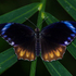 Big Butterfly Month Pune 2026 icon