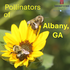 Pollinators of Albany, GA icon