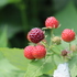 Native Plants of the Lehigh Valley, Pennsylvania icon