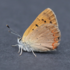 Butterflies of Alaska, the Yukon and adjacent regions icon