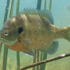 Wild Fish of Central Florida icon