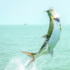 Wild Fish of Southwest Florida icon