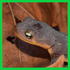 Pacific Newts (Alive) - Lexington Reservoir icon