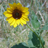 Sunset Guided Walk w/ Optional iNaturalist orientation icon