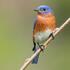 Migrating Birds of Southern Ontario (BioBlitz) icon