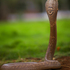 Snakes of Assam, India icon