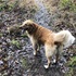 Cougar Trails Bioblitz icon