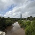 Common Riparian Woody Species of Greater Houston icon