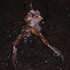 Fauna atropellada Loreto, Perú icon