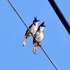 Red-whiskered bulbuls of Rayong icon