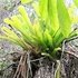 Ironwood Forest, Grand Cayman icon
