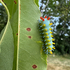 Weird Wild Moths &amp; Caterpillars of Minnesota icon