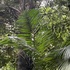 Flora Amazonense icon