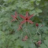 Oxford-Ohio Wildlife Project icon