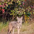 "Living with Eastern Coyotes" in Northern Virginia icon