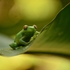 Herpetofauna de Mogi das Cruzes icon