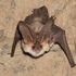 Bats of the Palearctic icon