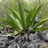 Colliers Wilderness Reserve, Grand Cayman icon