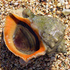 Mollusks of Russia and Crimea icon