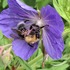 Introduction to iNaturalist for Woodland Community Garden icon
